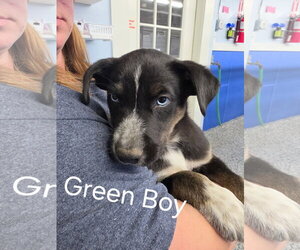Mutt Dogs for adoption in Emmett, ID, USA
