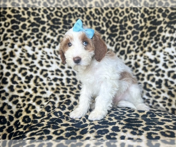 Medium Photo #8 Cavapoo Puppy For Sale in LAKELAND, FL, USA