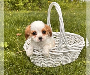 Cavalier King Charles Spaniel Puppy for sale in MIDDLEBURY, IN, USA