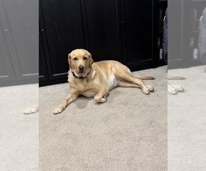 Mother of the Labrador Retriever puppies born on 01/01/2026