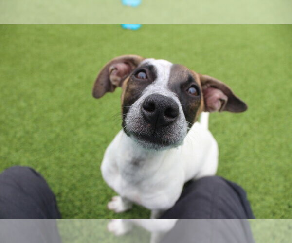 Medium Photo #3 Jack Russell Terrier-Unknown Mix Puppy For Sale in Chestertown, MD, USA