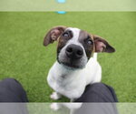 Small #2 Jack Russell Terrier Mix