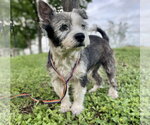 Small #1 Mutt
