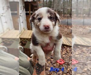 Border Collie Puppy for sale in DAWSONVILLE, GA, USA