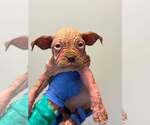 Small Mutt