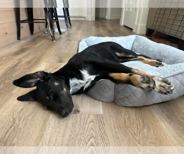 Medium Photo #3 Collie-Unknown Mix Puppy For Sale in Sandy, UT, USA