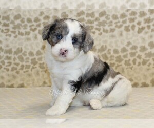 Miniature Bernedoodle Puppy for sale in DENVER, PA, USA