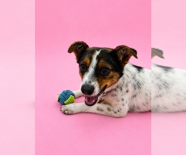 Medium Photo #2 Mutt Puppy For Sale in Sandy, UT, USA