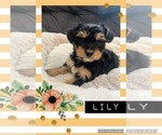 Small Photo #1 YorkiePoo Puppy For Sale in CASTROVILLE, TX, USA