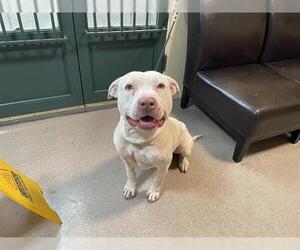 Mutt Dogs for adoption in Pasadena, CA, USA