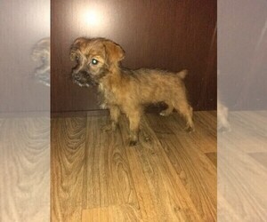 Poodle (Toy) Puppy for sale in LAPEER, MI, USA