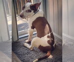 Small Mutt