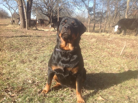 Medium Photo #1 Rottweiler Puppy For Sale in HERMITAGE, MO, USA