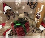 Puppy 2 French Bulldog
