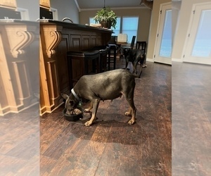 Mother of the Doberman Pinscher puppies born on 05/17/2025