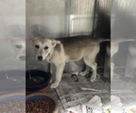 Small #2 Huskies  Mix