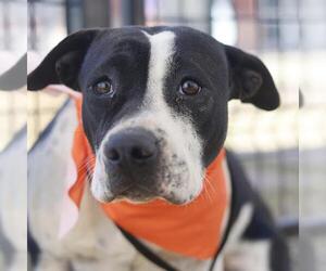 American Staffordshire Terrier-Unknown Mix Dogs for adoption in San Antonio, TX, USA