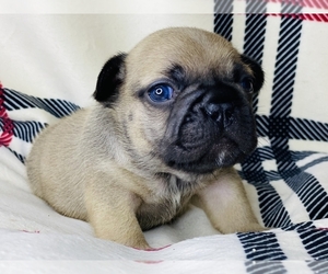 French Bulldog Puppy for sale in OJAI, CA, USA