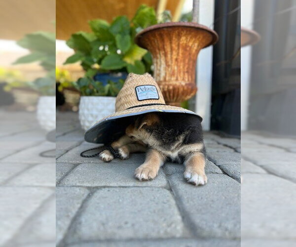 Medium Photo #2 Mutt Puppy For Sale in Lake Forest, CA, USA