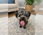 Small #6 Poodle (Miniature)