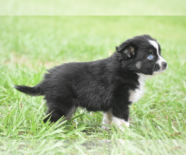Medium Photo #2 Miniature Australian Shepherd Puppy For Sale in PALM COAST, FL, USA