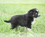 Small #1 Miniature Australian Shepherd