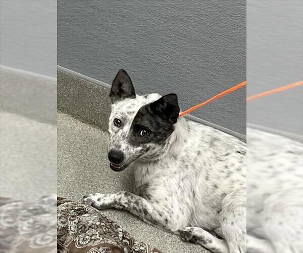 Medium Photo #1 Mutt Puppy For Sale in Las Vegas, NV, USA