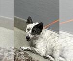 BLANCA - Female Mutt Dog for Adoption - Small photo