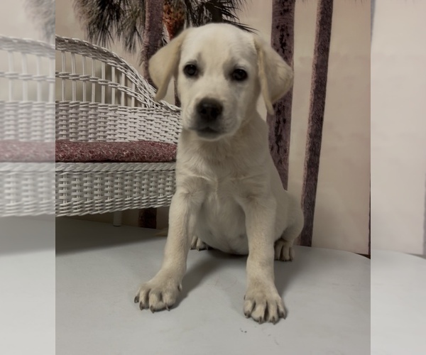 Medium Photo #1 Labrador Retriever Puppy For Sale in SPRINGFIELD, MO, USA