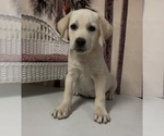 Puppy Buck Labrador Retriever