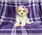 Small #4 Lhasa Apso