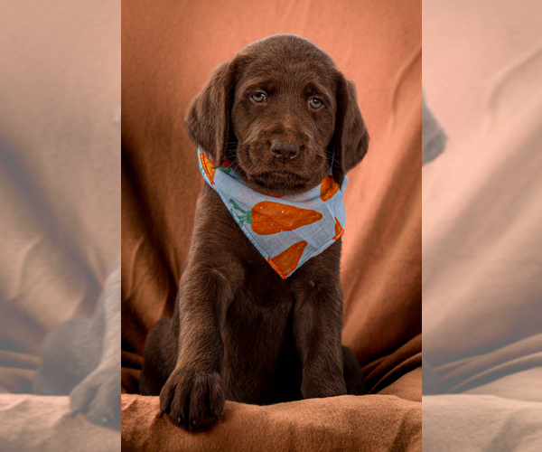 Medium Photo #3 Labradoodle Puppy For Sale in DEEPWATER, MO, USA
