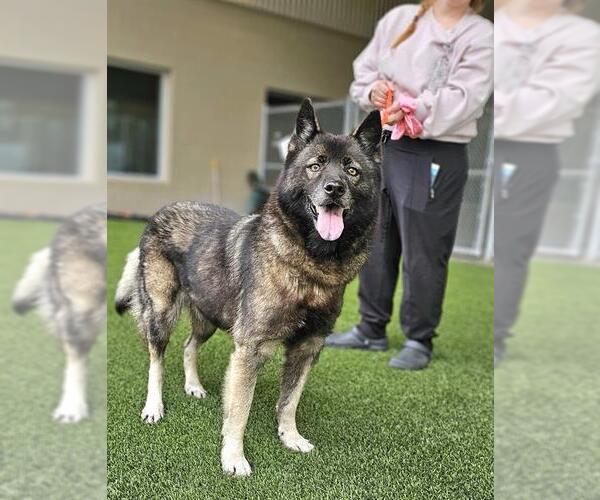 Medium Photo #1 Chow Chow-German Shepherd Dog Mix Puppy For Sale in Baytown, TX, USA