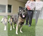 Small Chow Chow-German Shepherd Dog Mix