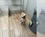 Small #1 Carolina Dog Mix