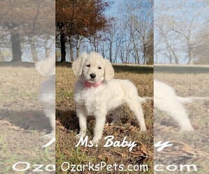Goldendoodle Puppy for sale in GOLDEN CITY, MO, USA