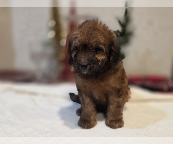 Medium Photo #10 Goldendoodle (Miniature) Puppy For Sale in DUBLIN, TX, USA