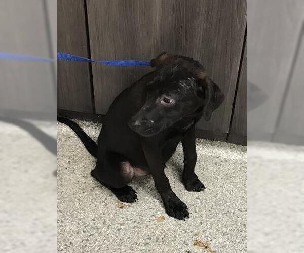 Medium Photo #1 Labrador Retriever Puppy For Sale in Conroe, TX, USA