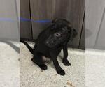 Small Labrador Retriever