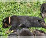 Small #15 German Shepherd Dog