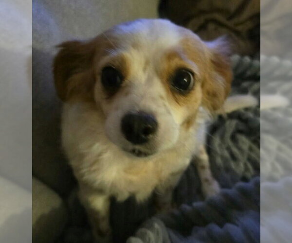 Medium Photo #2 Chihuahua-Unknown Mix Puppy For Sale in Boston, MA, USA