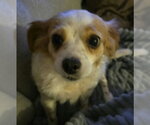 Small #1 Chihuahua Mix