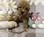 Small Photo #15 Poodle (Toy) Puppy For Sale in SYLMAR, CA, USA