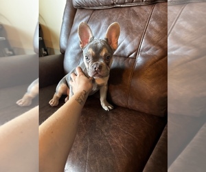 French Bulldog Puppy for sale in LATROBE, PA, USA