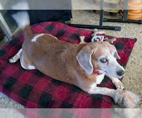 Medium Photo #8 Beagle Puppy For Sale in Dunnellon, FL, USA