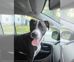 Small #1 American Pit Bull Terrier Mix