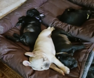 French Bulldog Litter for sale in TERRELL, TX, USA