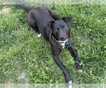 Small #1 Labrador Retriever Mix