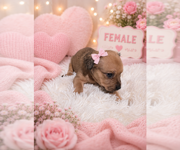 Medium Photo #2 Yorkshire Terrier Puppy For Sale in HUDDLESTON, VA, USA