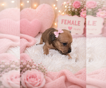 Small #1 Yorkshire Terrier